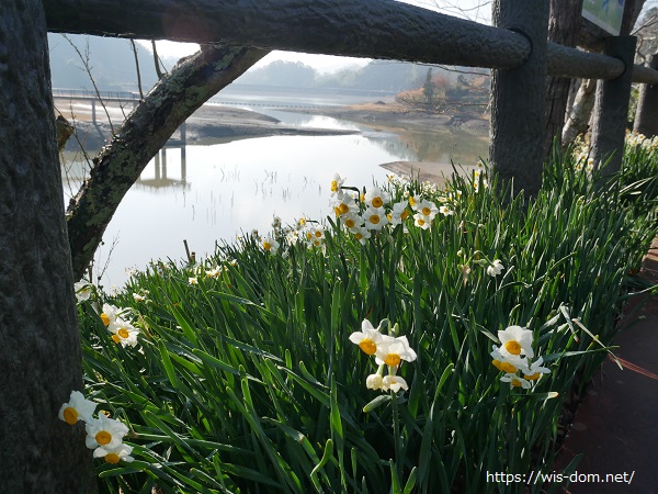21千葉鋸南の佐久間ダム をくづれ水仙郷へ行った感想 水仙の開花状況や見所など みがるに暮らす