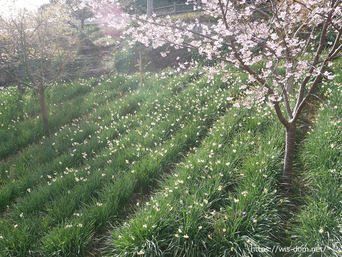 河津桜と水仙