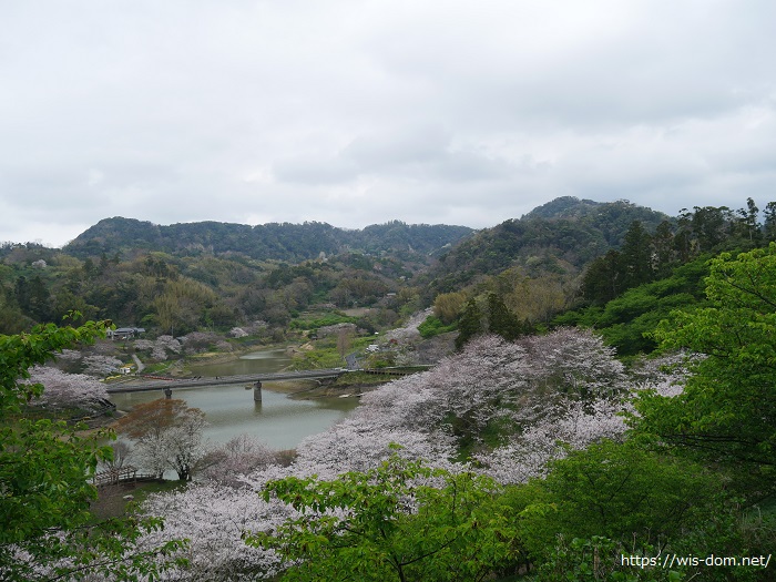 佐久間ダムの桜