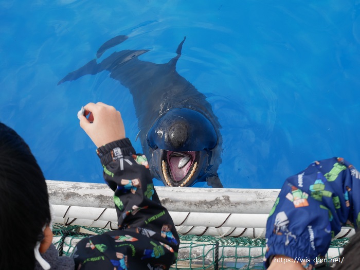 美ら海水族館　イルカ餌付け体験