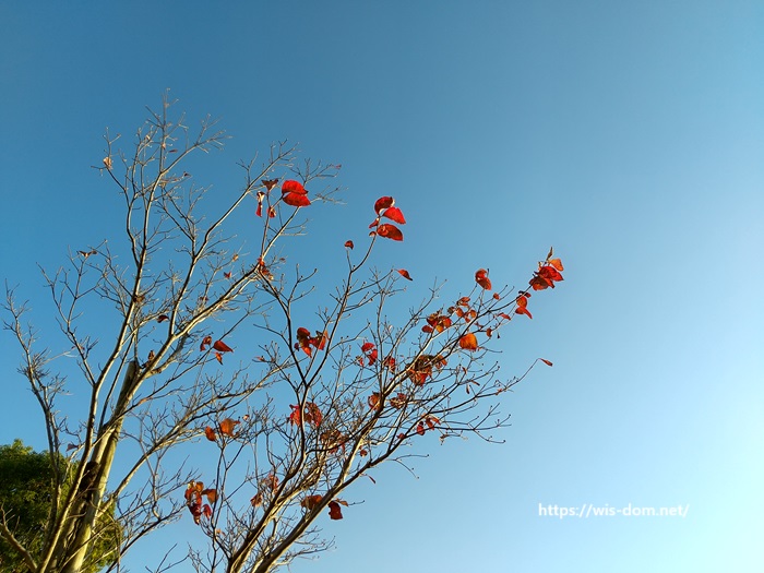 紅葉